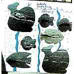 Whales